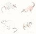 Image of MARSUPIALS