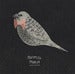 Image of BIRDS OF AUSTRALIA