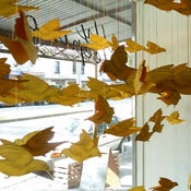 Image of Golden paper finches