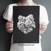 Image of Cloud - Alstonia Scholaris