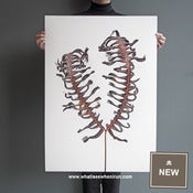 Image of Rust - Dicranopteris Linearis - A1