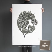 Image of Featherboa - Selaginella Species - A1