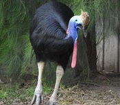 Image of Live Cassowary