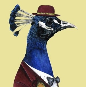 Image of Peacock Print 8x10