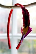 Image of Violeta
