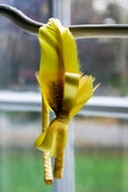 Image of Sunshine