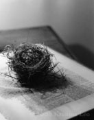 Image of Bird Nest