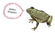 Image of Frog magnet