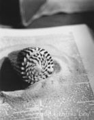 Image of Sea Shell