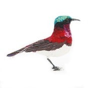 Image of CRIMSON BACKED SUNBIRD