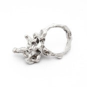 Image of Silver Lichen