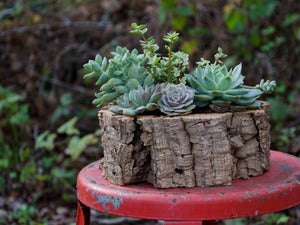 Image of SUCCULENT
