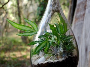 Image of HANGING DROP
