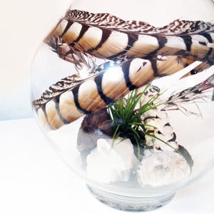 Image of large organic shaped terrarium