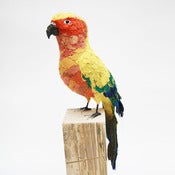 Image of SUN PARAKEET 