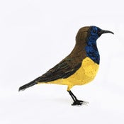 Image of OLIVE BACKED SUNBIRD