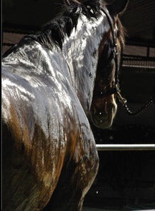 Image of Bathing Beauty, Horse Photograph