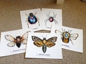 Image of Entomology Original Paintings