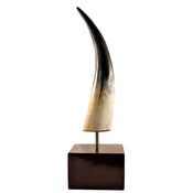 Image of Horn Show Piece
