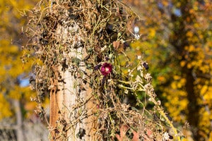 Image of Last bloom, Colorado (Fall)