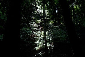 Image of Forest, Beaver Brook (Summer)