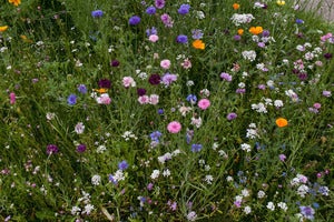 Image of Tirolian Wildflowers (Summer) 