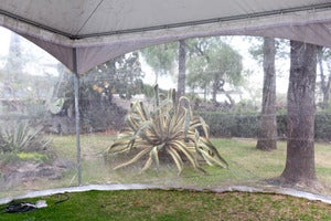 Image of Mexico City, UNAM (Spring)