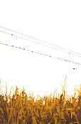 Image of September Cornfield