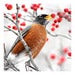 Image of ROBIN - Archival Print