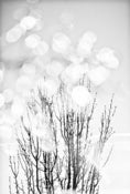 Image of Glistening