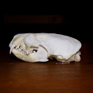 Image of Mink Skull
