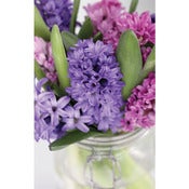 Image of Hyacinth Vase *NEW*