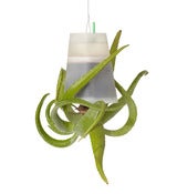 Image of Sky Planter transparent