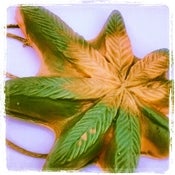 Image of Acapulco Gold