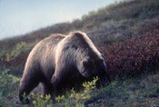 Image of The Griz - Alaska (Photo of the Week 9/52)