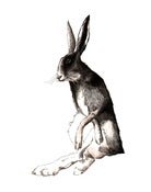 Image of Wise Old Hare 11 x 14 Print